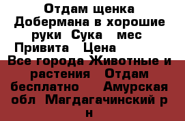 Отдам щенка Добермана в хорошие руки. Сука 5 мес. Привита › Цена ­ 5 000 - Все города Животные и растения » Отдам бесплатно   . Амурская обл.,Магдагачинский р-н